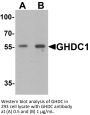 GHDC Antibody