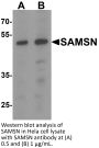 SAMSN Antibody