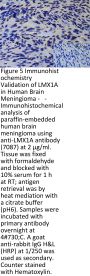 LMX1A Antibody