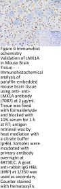 LMX1A Antibody