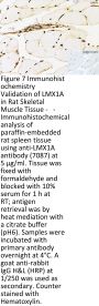 LMX1A Antibody