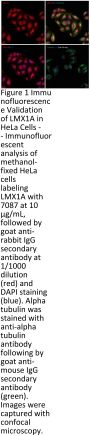 LMX1A Antibody