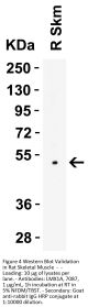 LMX1A Antibody