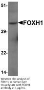 FOXH1 Antibody