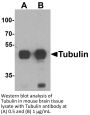 Alpha-tubulin Antibody