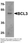BCL3 Antibody
