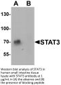 STAT3 Antibody