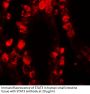 STAT3 Antibody