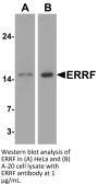 ERRF Antibody