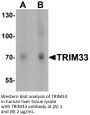 TRIM33 Antibody