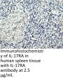 IL-17RA Antibody