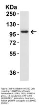IL-17RA Antibody