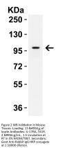 IL-17RA Antibody