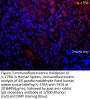 IL-17RA Antibody