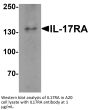 IL-17RA Antibody