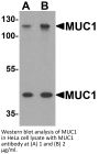 MUC1 Antibody