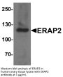 ERAP2 Antibody