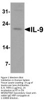 IL-9 Antibody
