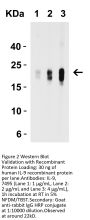 IL-9 Antibody