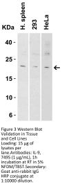IL-9 Antibody