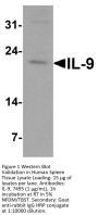 IL-9 Antibody