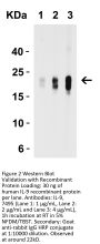 IL-9 Antibody