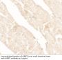 AIMP2 Antibody