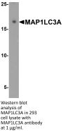 MAP1LC3A Antibody