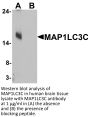 MAP1LC3C Antibody