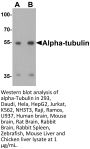 alpha-Tubulin Antibody
