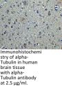 alpha-Tubulin Antibody