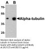 Alpha-tubulin Antibody