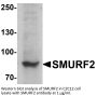 SMURF2 Antibody