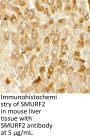 SMURF2 Antibody