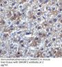 SMURF2 Antibody