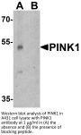 PINK1 Antibody