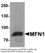 MFN1 Antibody