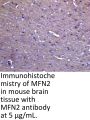 MFN2 Antibody