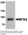 MFN2 Antibody