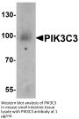 PIK3C3 Antibody