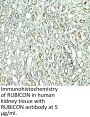 Rubicon Antibody