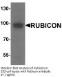 Rubicon Antibody