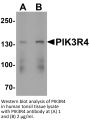 PIK3R4 Antibody