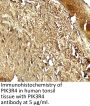 PIK3R4 Antibody