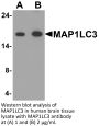 MAP1LC3 Antibody