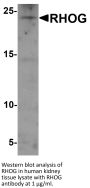 RHOG Antibody