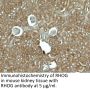 RHOG Antibody