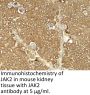 JAK2 Antibody