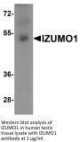 IZUMO1 Antibody