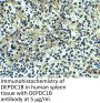 DEPDC1B Antibody